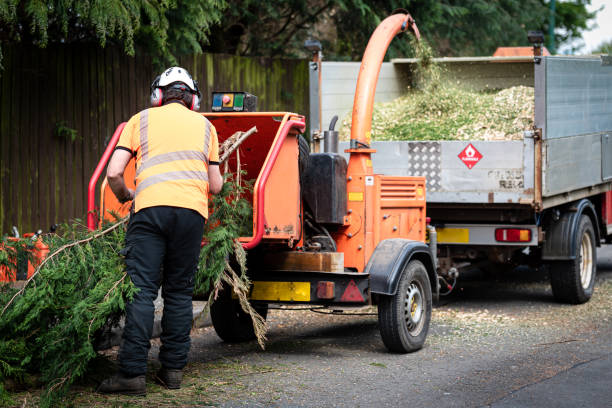 Best Fruit Tree Pruning  in South Hill, VA