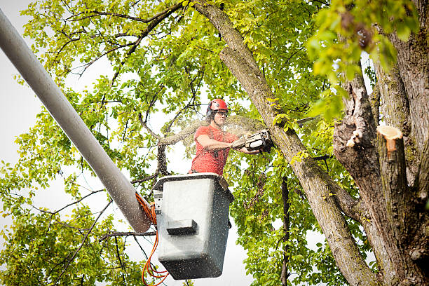 How Our Tree Care Process Works  in  South Hill, VA