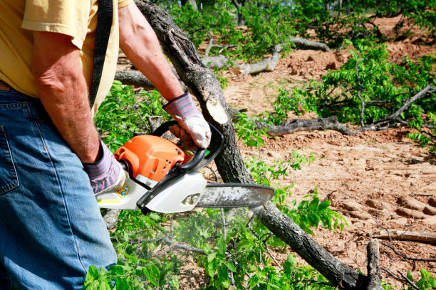 Professional Tree Removal in South Hill, VA